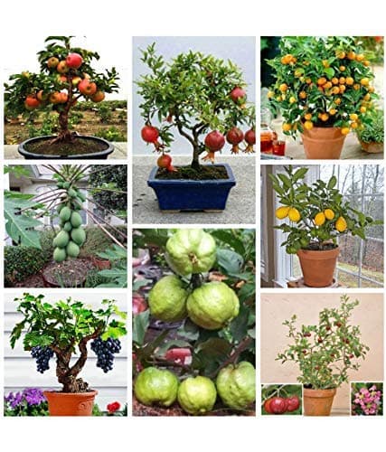 Afflorance Fruit Seeds Mega Combo (Apple, Orange, Lemon, Guava, Cherry, Grapes, Papaya, Pomegranate).