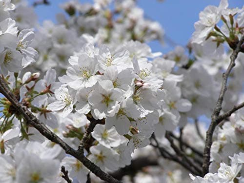 Heirloom Organic Yoshino Cherry Tree 20 Seeds