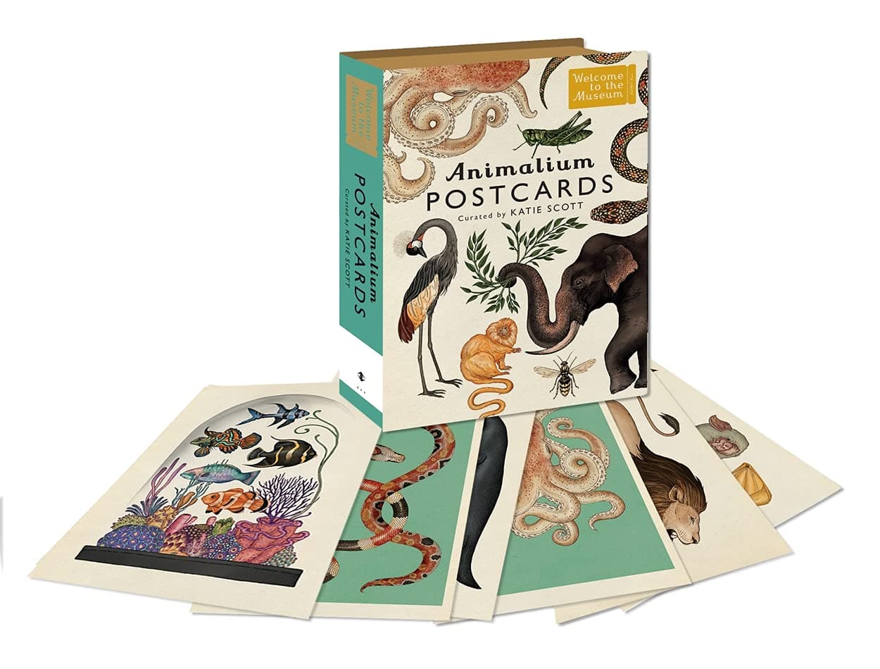 BONNIER Animalium All Occasion Postcards
