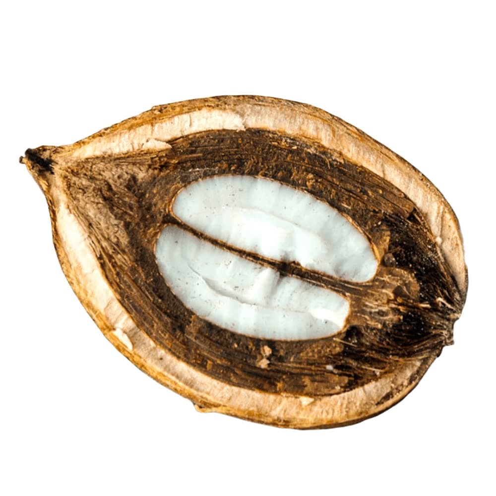 ProSeed Handmade Raw Organic Babassu Oil – Unprocessed, Unbleached & Cold-Pressed – Glass Jar – Fresh Small Batch Handmade Oil – Orbignya Oleifera – 12oz