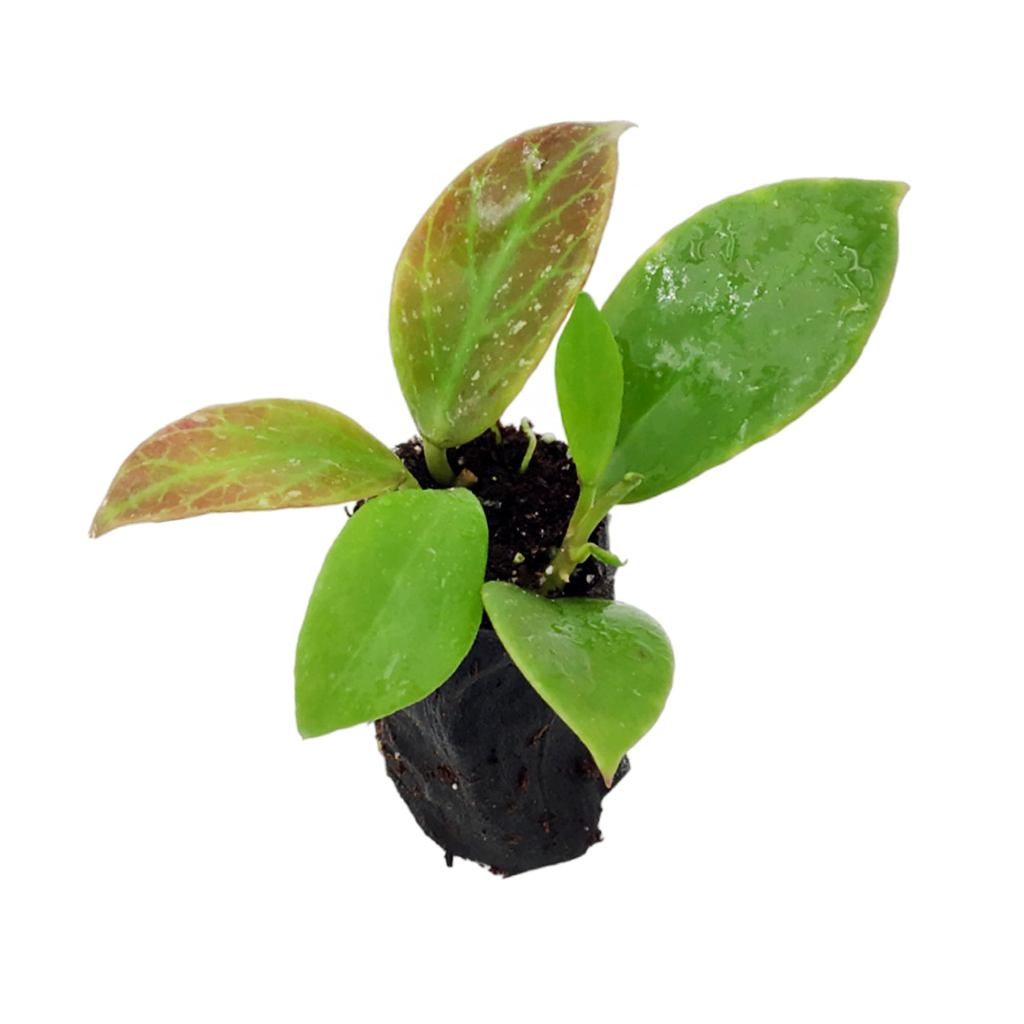 Hoya Sunrise Thailand Form Starter Plant