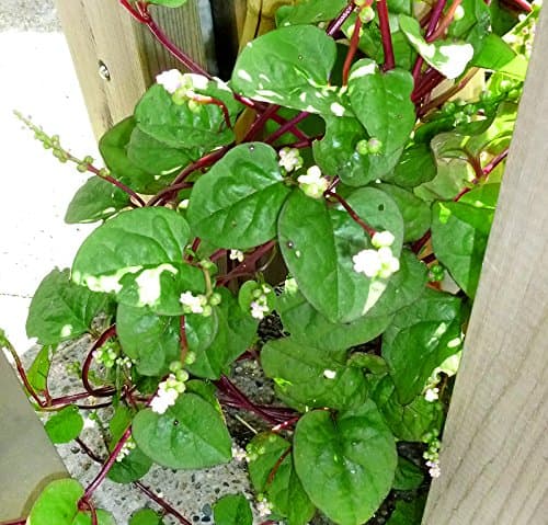 30 Malabar Red Stem Spinach Seeds Herb Heirloom Non-GMO Phooi Leaf, Red Vine, Alugbati, Vietnamese, from USA, Basella rubra