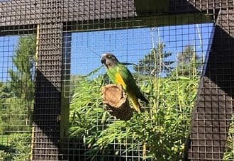 Set of 2 Bird Perches Natural Cork Barkfor Sitting, Chewing or Nibblingfor Budgies, Canaries, and Other Birds