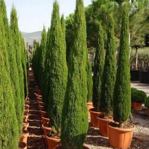 25 Seeds - Italian Cypress Tree Seeds (Cupressus Sempervirens)