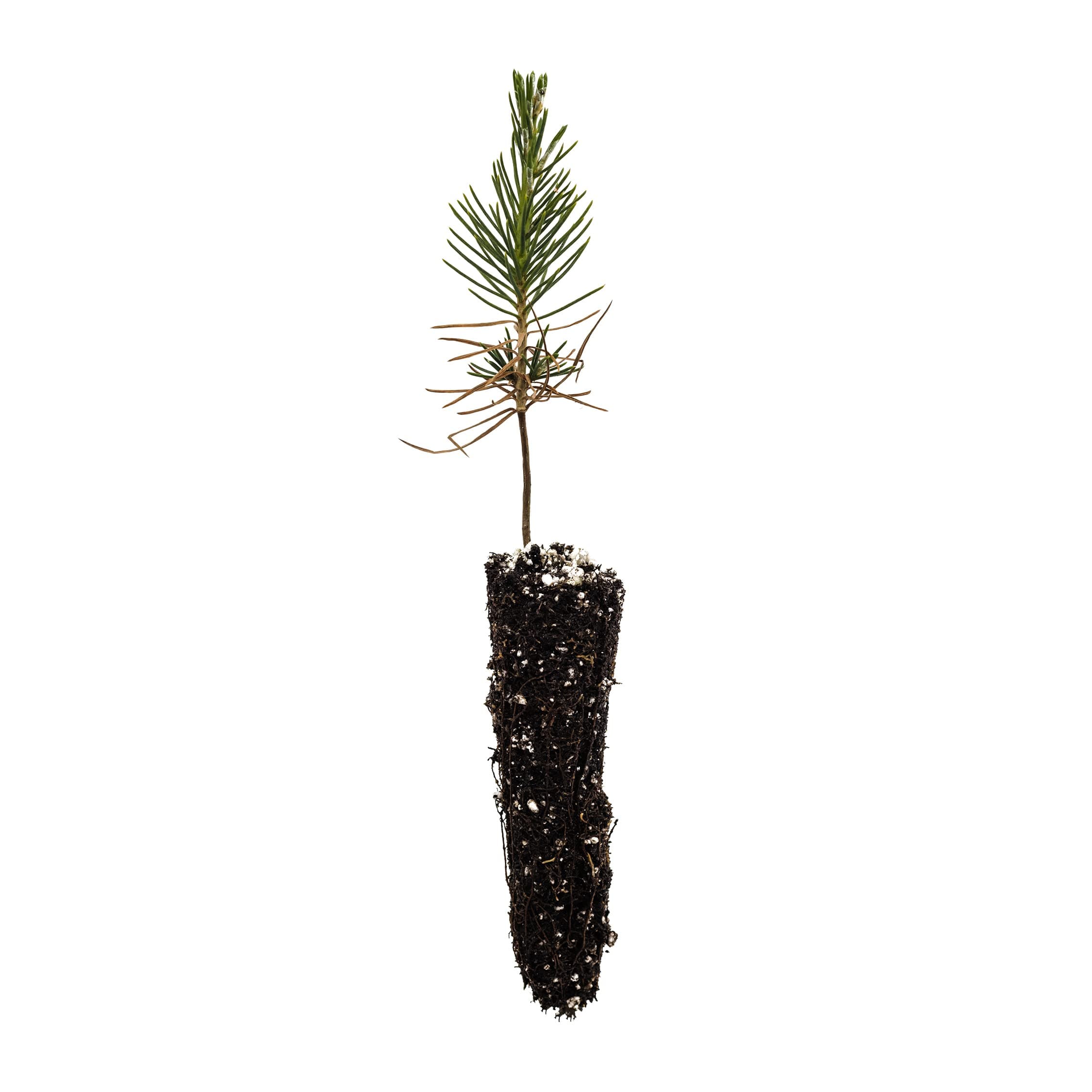 Japanese Black Pine | Small Tree Seedling | The Jonsteen Company