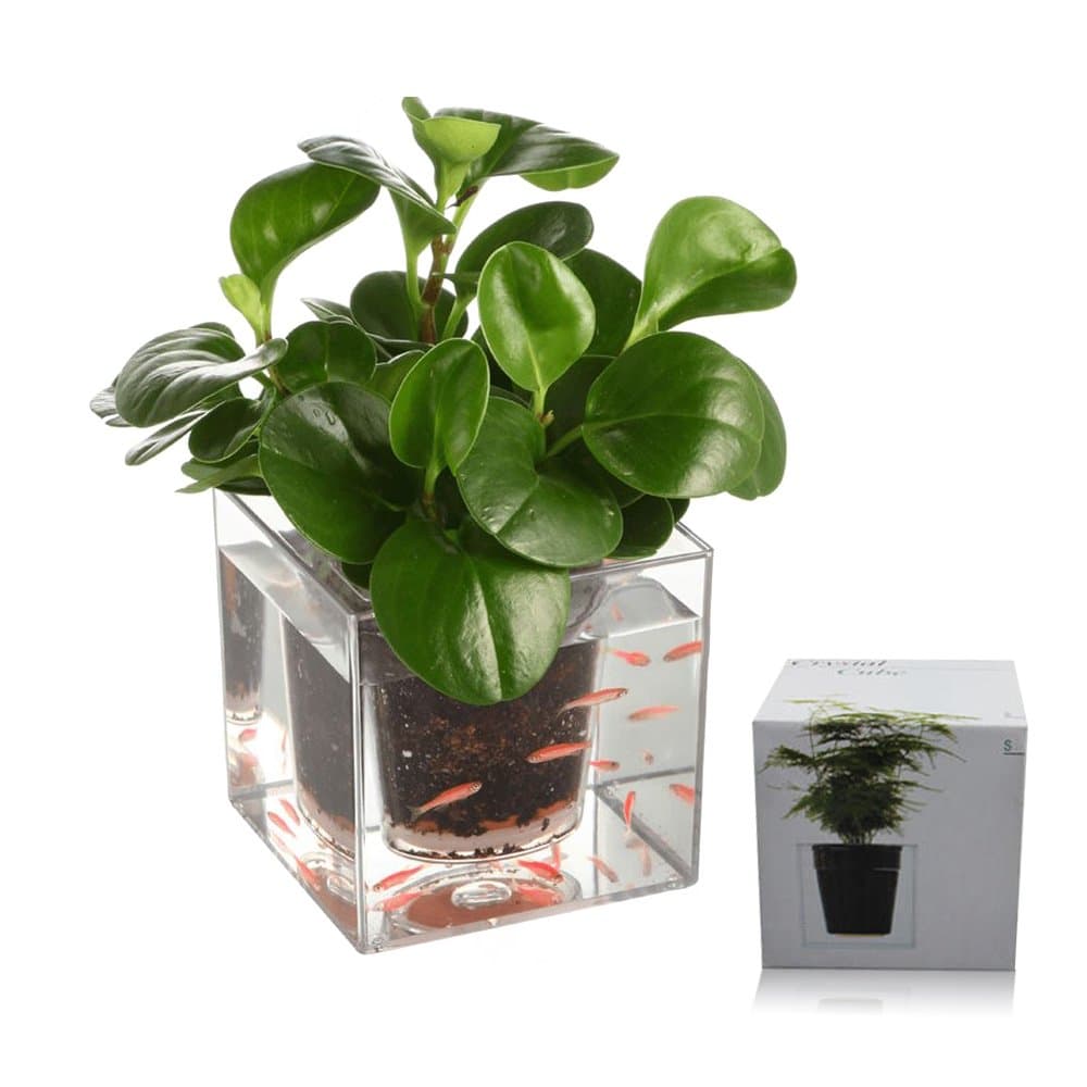 GHRMB Multifunction Plastic Cubic Transparent Flowerpot Auto-Irrigation System Plant Fish Farming Clear Fish Tank Aquarium DIY Home Restaurant Office Decoration Accessories（12x12x12 cm）