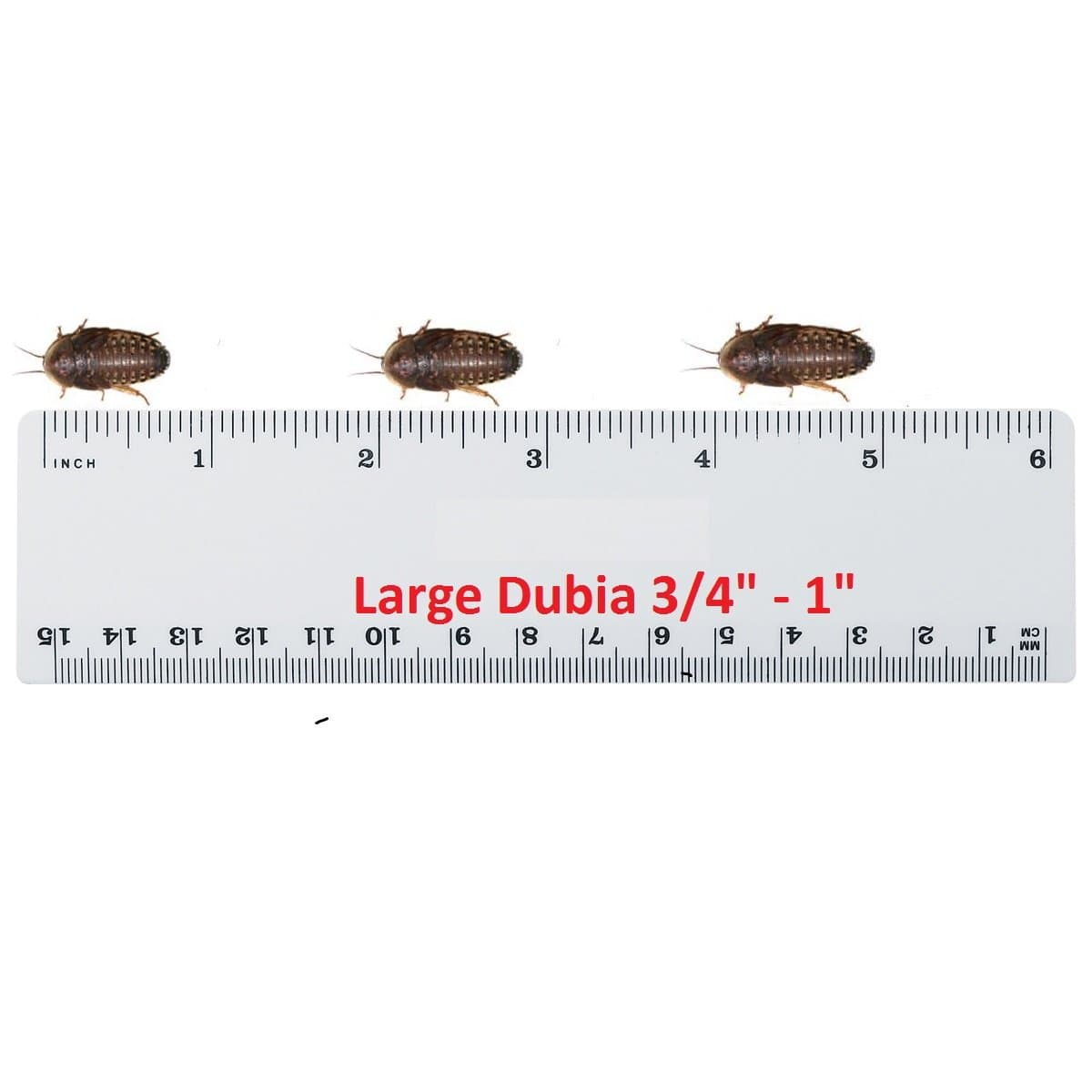 Live Dubia Roaches for Feeding Reptiles (50, Medium 3/4) by Blaptica dubia