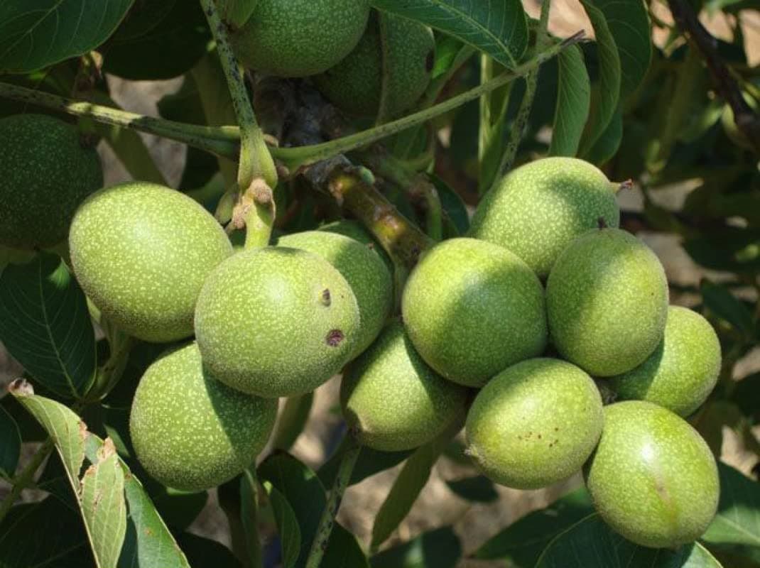 English Walnut Tree Bare Root Live Plant Seedlings - 24 Inches, No CA, AZ, OR, or NM