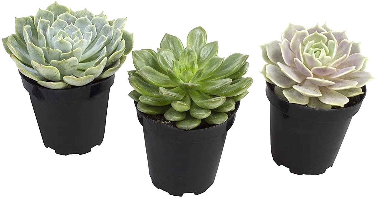 Echeveria Succulents Live Plants (3 Pack) Assorted 3.5" Potted Succulents Plants Live House Plants in Cacti and Succulent Soil, Wedding Party Favors Cactus Plants Live Indoor Plants