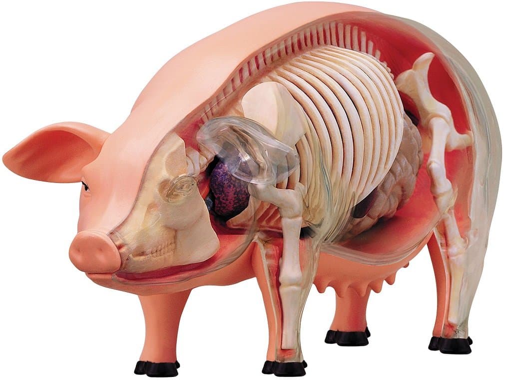 4D 26102 Vision Pig Anatomy Model, One Color