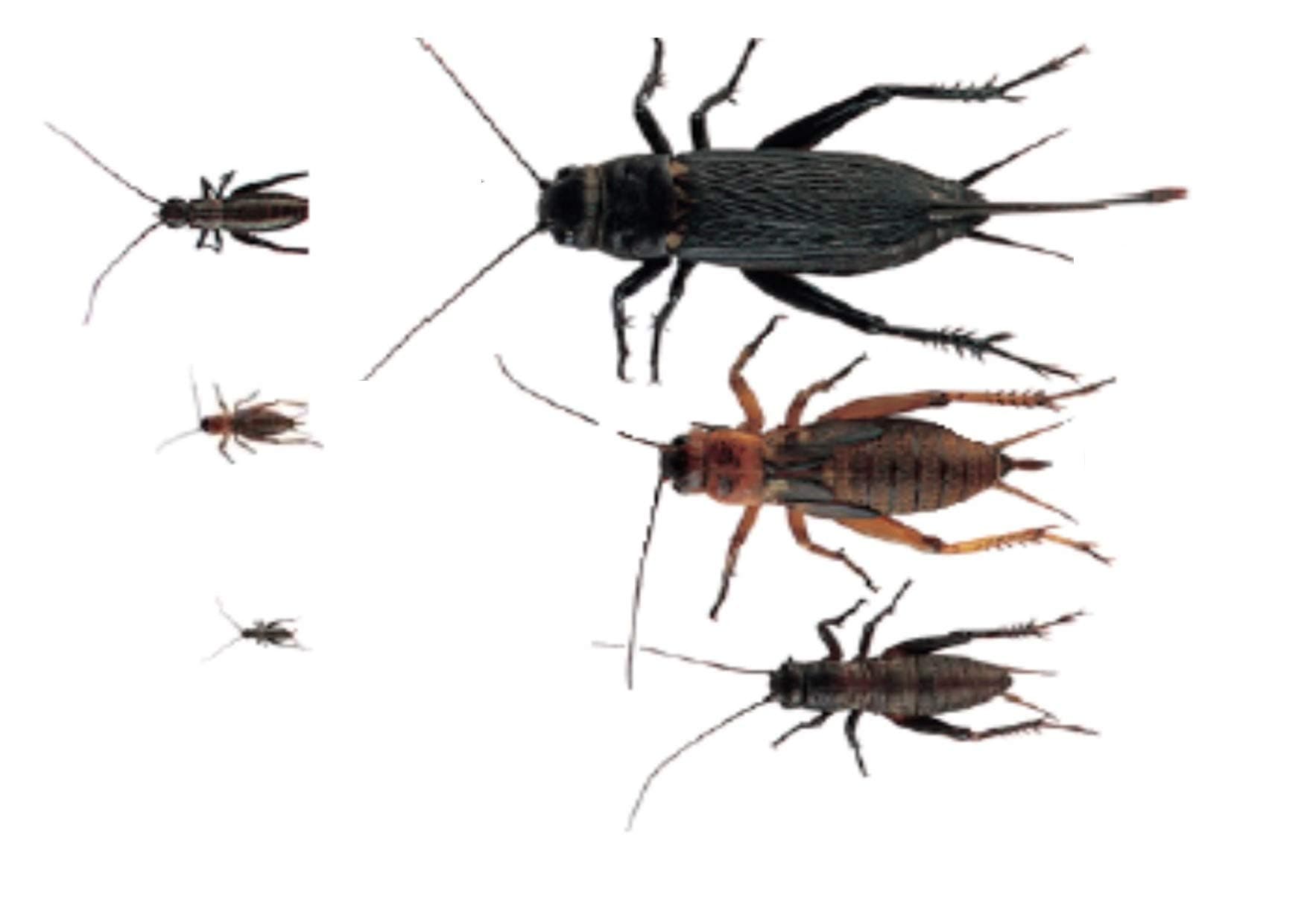 The Mealworm Company LIVEFOODS DIRECT MCBH1TUB Black Crickets Adults HATCH2-4mm MAXI PACK of 1000