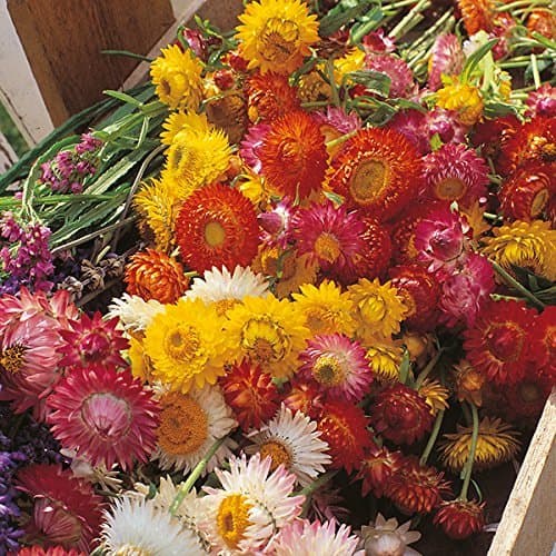 Helichrysum - Eternity Mixed - 350 Seeds