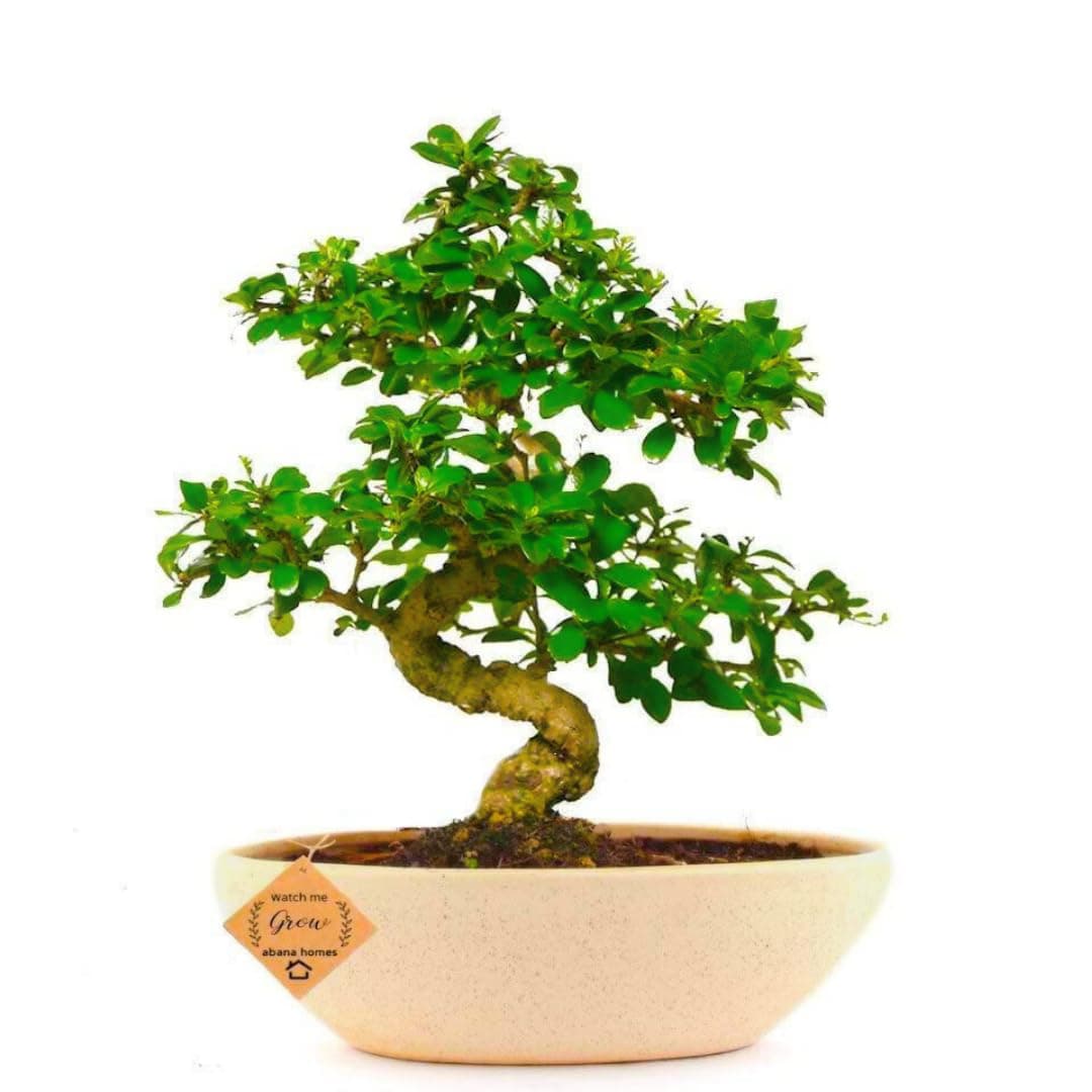 Carmona Indoor Bonsai Plants with Ceramic Pot