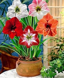 Amaryllis Lily Flower Bulbs for Home Gardening Pack of 2