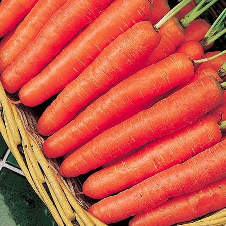 Carrot - Early Nantes 2 - 1000 seeds