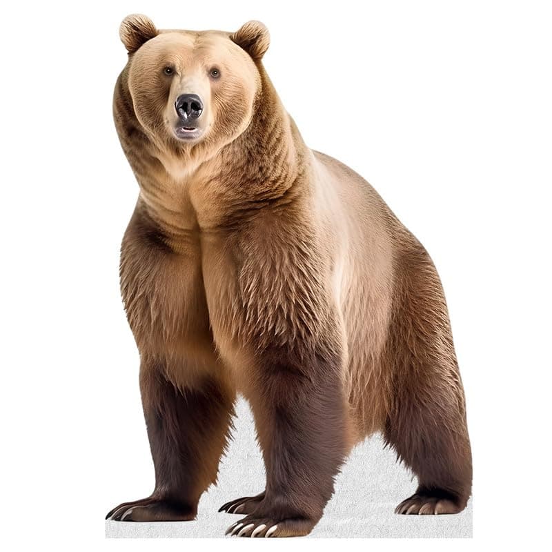 Bear - Life Size Cardboard Cutout Standup People with Support Standee | Animals -2