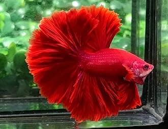 D&A Tropical Live Fish-1 Male Halfmoon Betta Live Fish- Live Betta Fish for Pond, Fish Tank or Aquarium, Live Fish Freshwater (Red)
