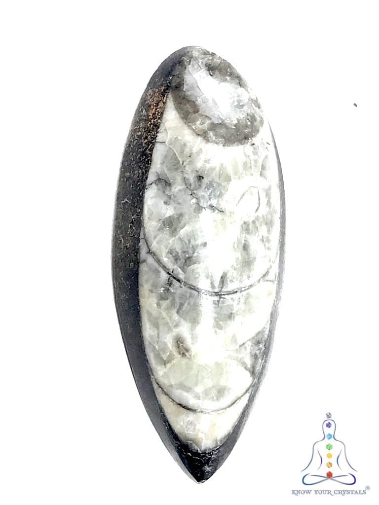 Know Your Crystals Orthoceras Specimen Black (Aprox 6-8 GMS)