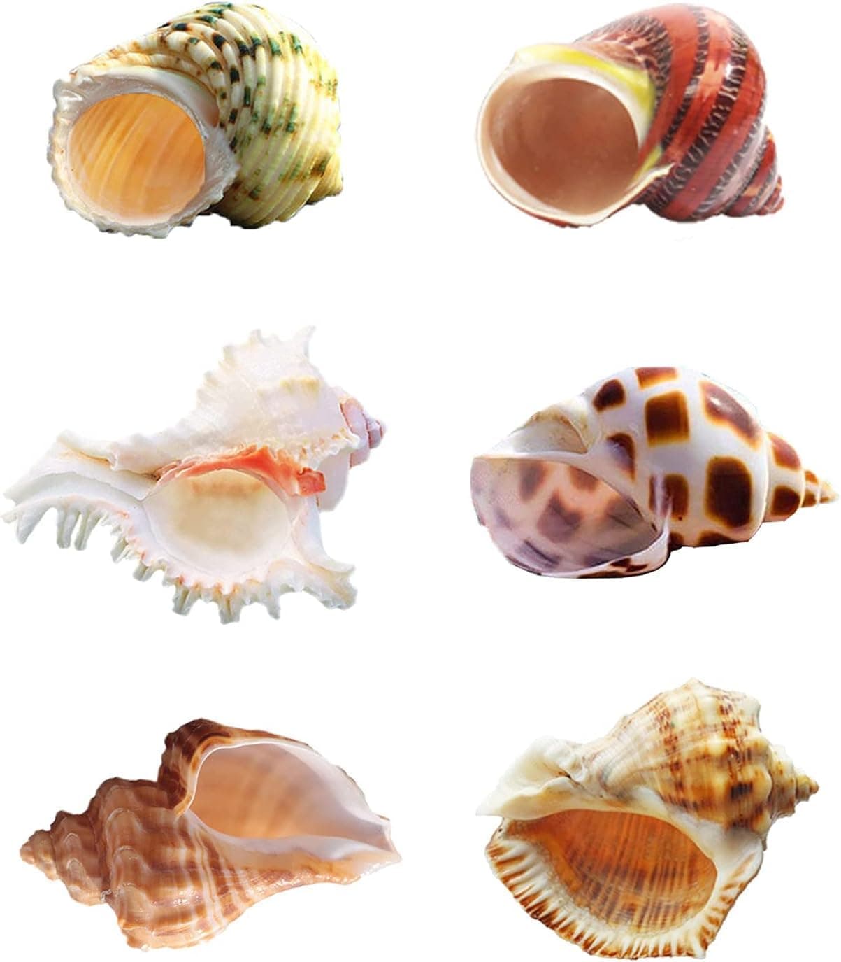 6PCS Natural Hermit Crab Shells