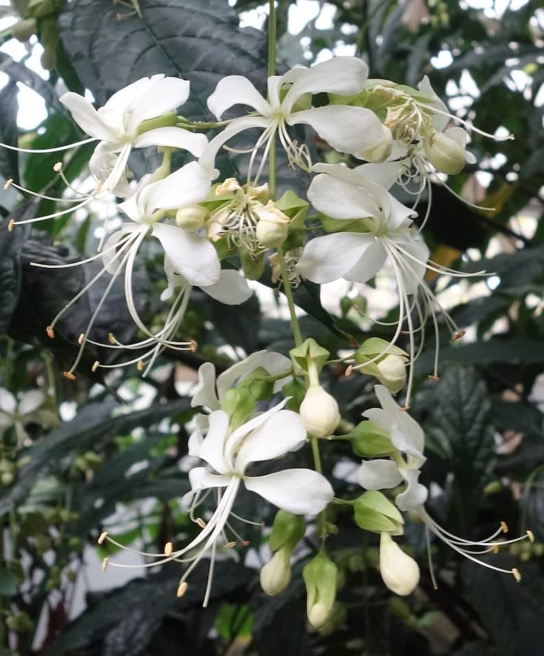 Clerodendrum wallichii Bridal Veil Quart Seedling