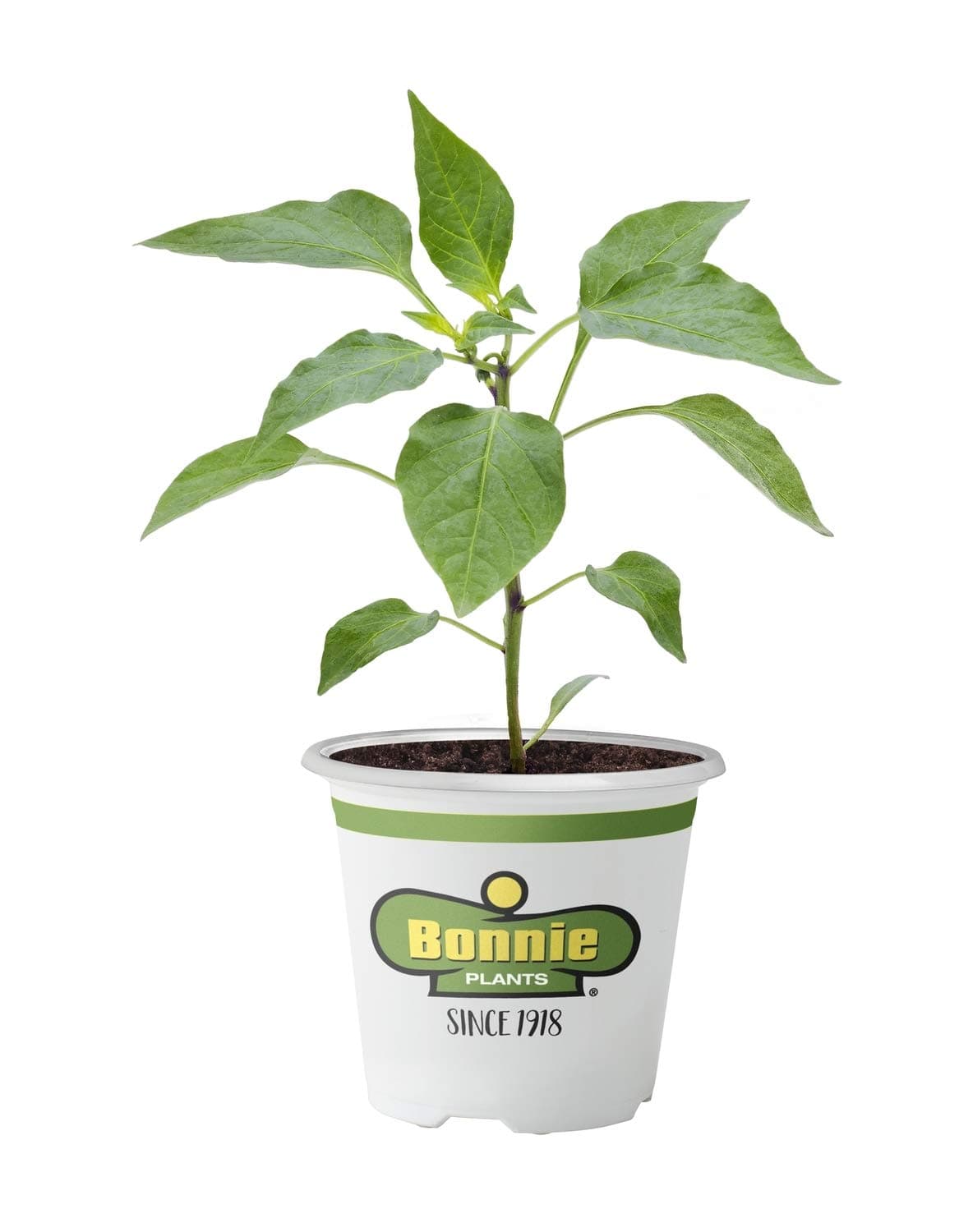 Bonnie Plants 2500 Jalapeno Pepper, 1-PACK