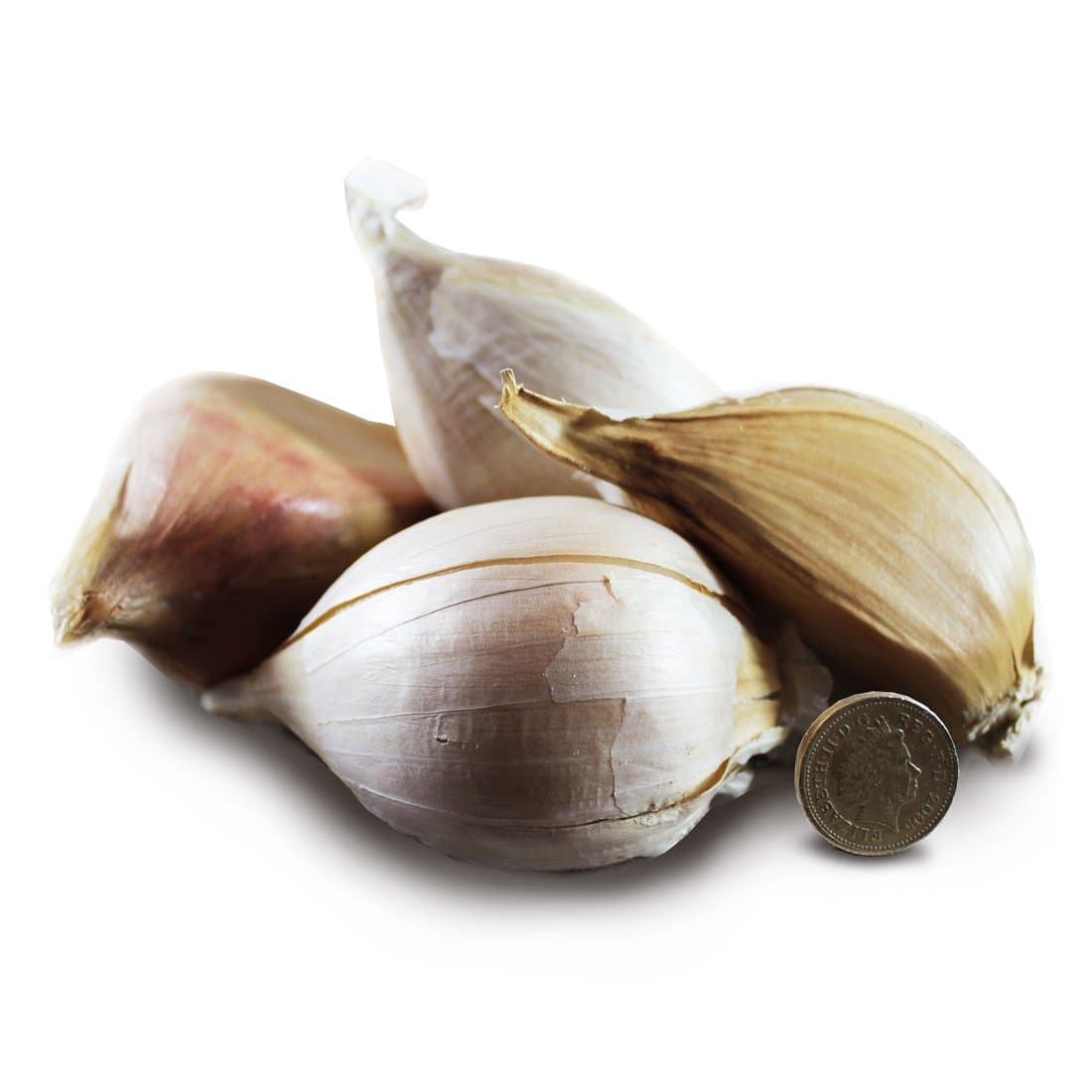 Nutley's Isle of Wight Elephant Garlic Seed (2)