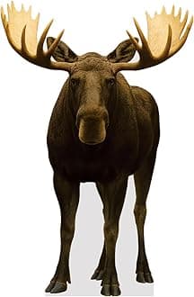Life Size Cardboard Cutout Standup | Animals - lifesize (Moose_2)