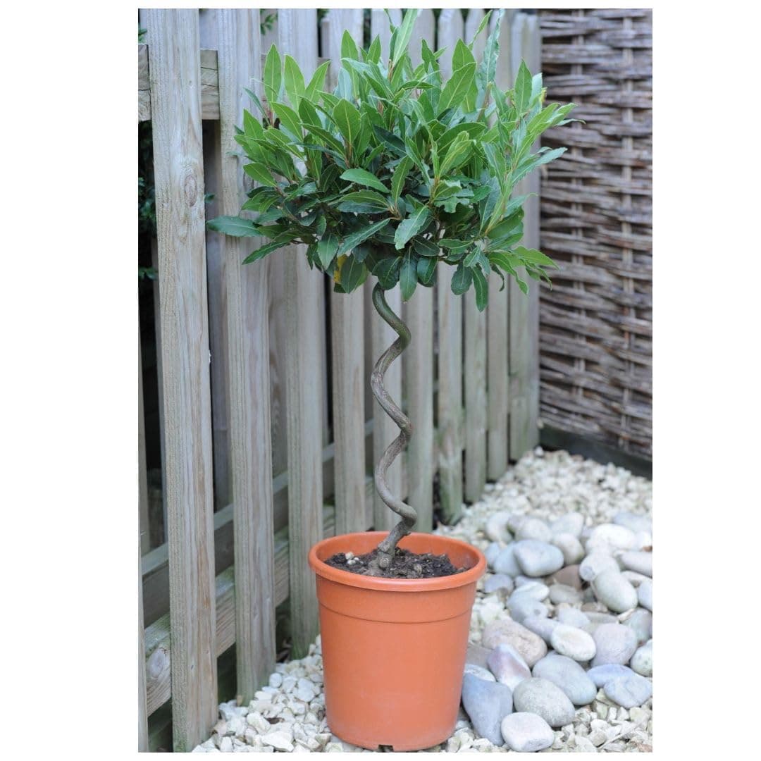 Spiral Stem Bay Tree (Laurus nobilis) - Hardy Evergreen Decorative Tree for Containers and Gardens – 2X 25cm Potted Plant by Thompson & Morgan