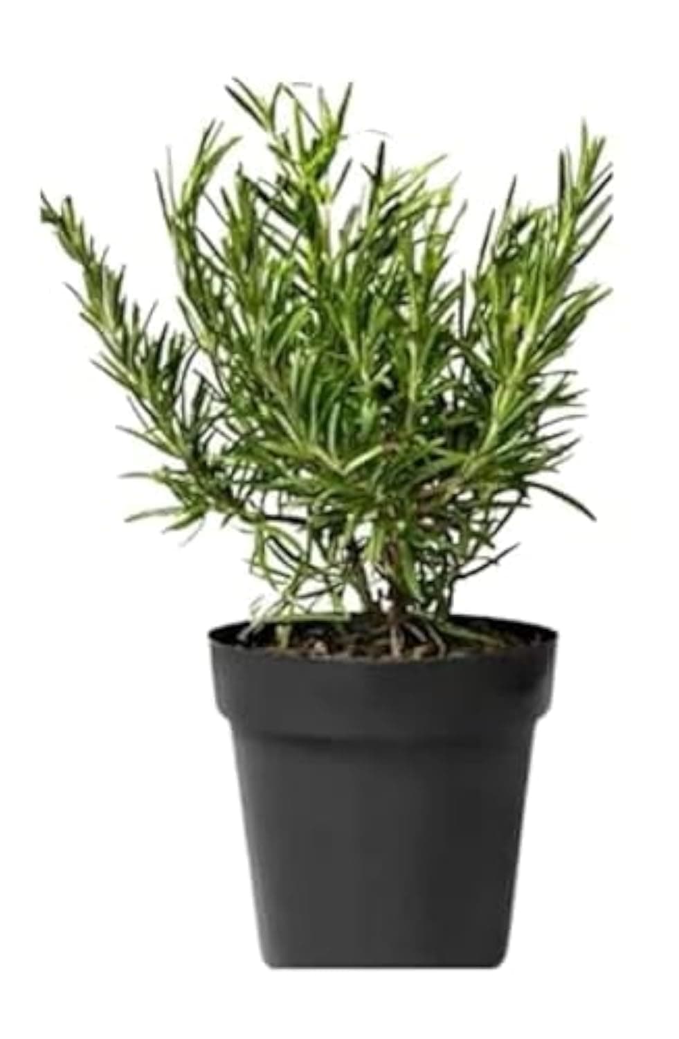 Rosemary 30-35 CM Fresh Plants | Aromatic Herb for Kitchen Gardens & Home Decor
