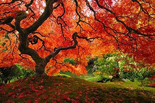 Japanese Maple by Elementem Photography: 24" x 36" High Quality Large Landscape Photo Canvas Print - Modern Wall Art Ready to Hang