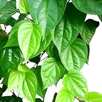 The Green Beach Live Pan Betel Leaf/Magai Paan/Meetha Paan (Sweet Paan) Healthy Live Indoor &Outdoor Plant Pack of 1