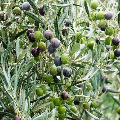 Rare Imported Self Pollinating ' Arabic Olive ' Tree Live Plant (1 Healthy Live Plant)