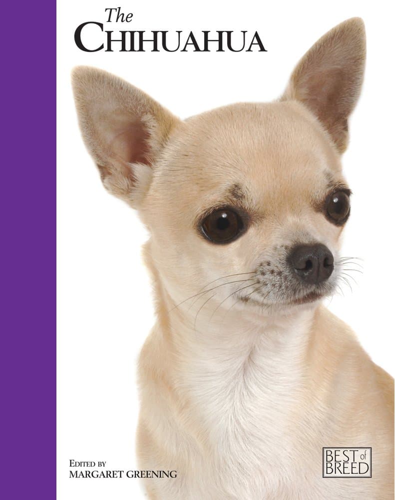 Chihuahua - Best of Breed