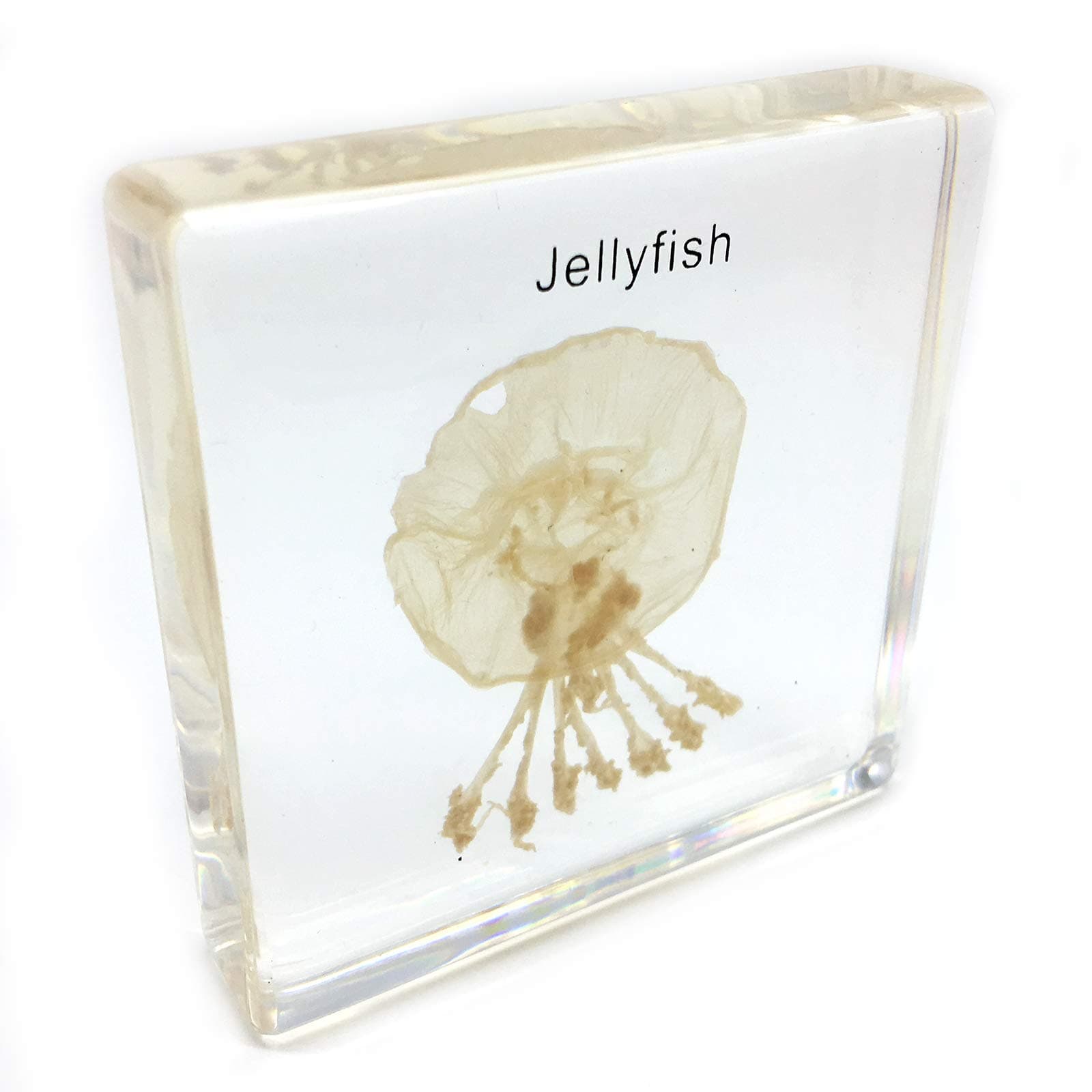 Jellyfish Specimen in Acrylic Block Paperweights Science Classroom Specimens for Science Education(2.8x2.8x0.6 Inch)