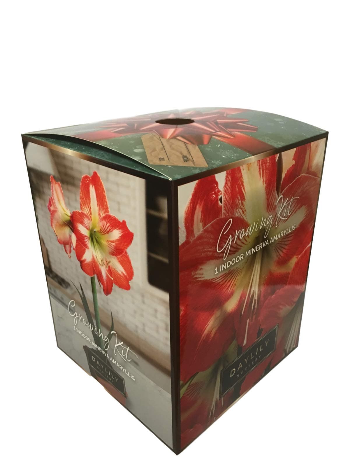 Amaryllis Growing Kit. Includes: Big Minerva Bulb, Plastic Pot and Saucer, and Professional Growing Medium