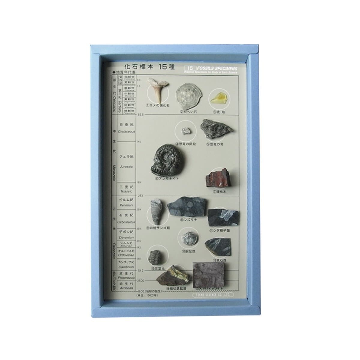 15 Species Fossil Specimen (Japan Import)