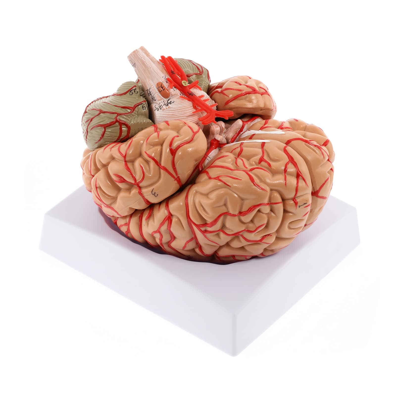 WICHEMI Human Brain Model 8 Parts Brain Model Life Size Human Brain Anatomy Model Display Base & Color Coded Artery Brain Educational Anatomy Model for Science Classroom Study Display