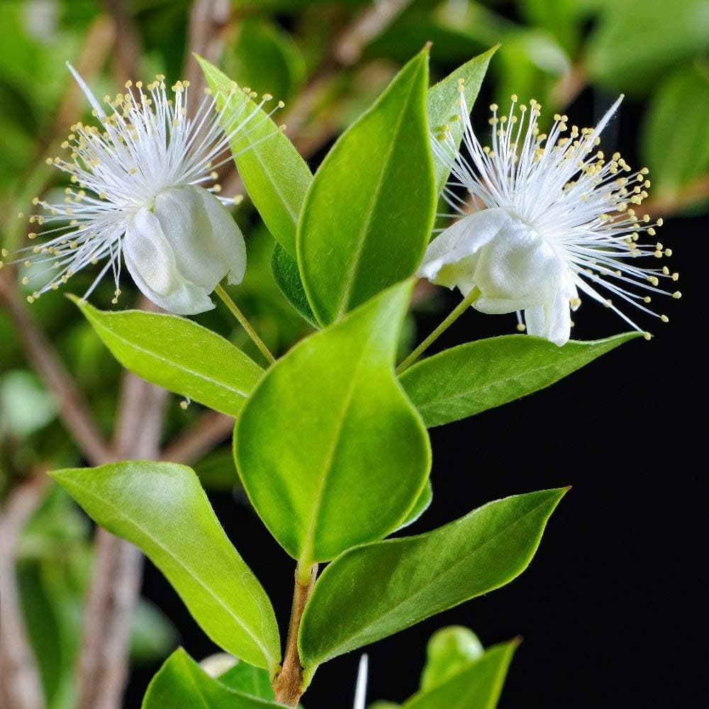 Myrtle Seeds - Myrtus communis - 18 Seeds