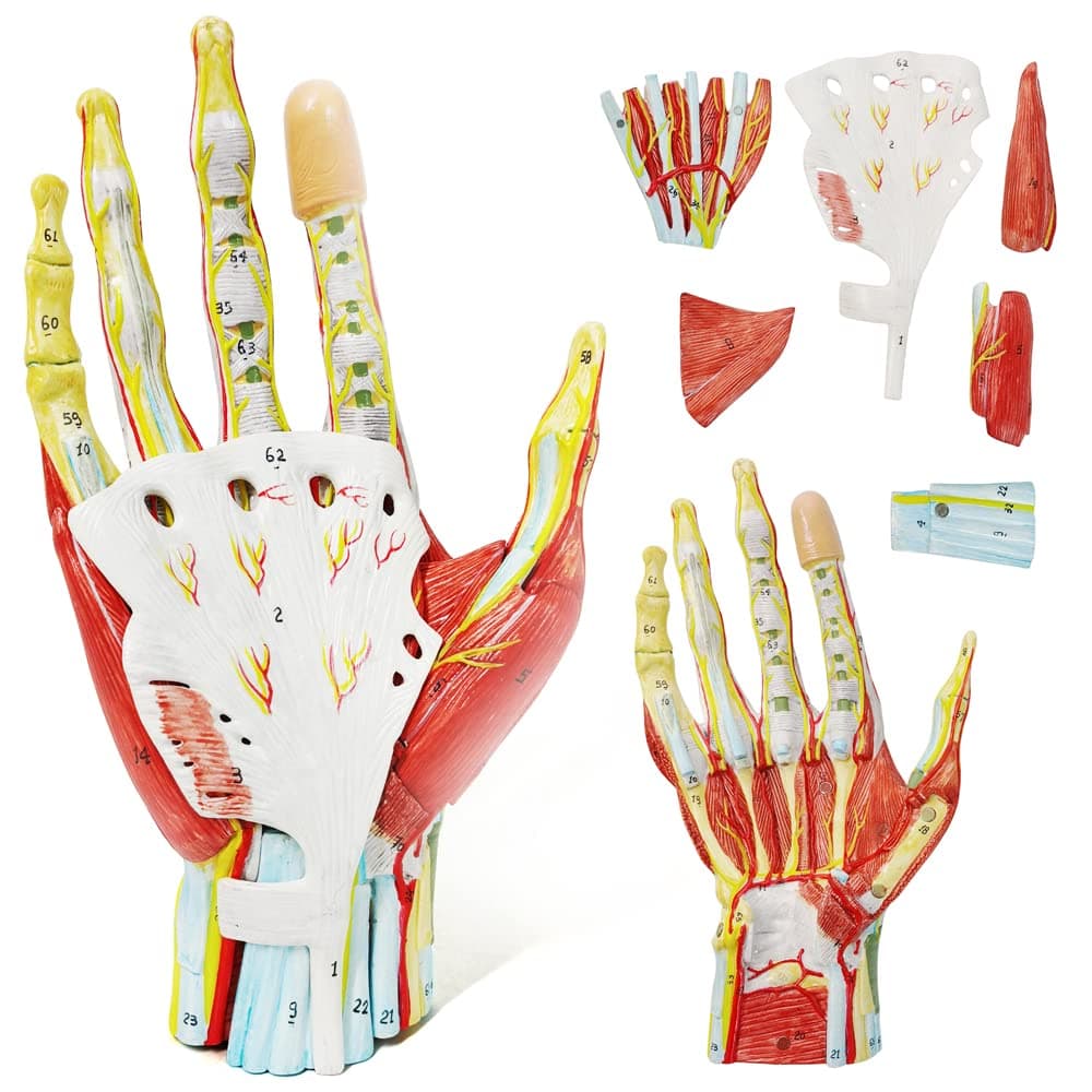 EVOTECH SCIENTIFIC Numbered Hand Anatomical Skeleton Model W/Bones Muscles Ligaments Nerves and Blood Vessels, 7 Parts Life Size Hand Joint Anatomy Model for Medical Classroom Teaching Study