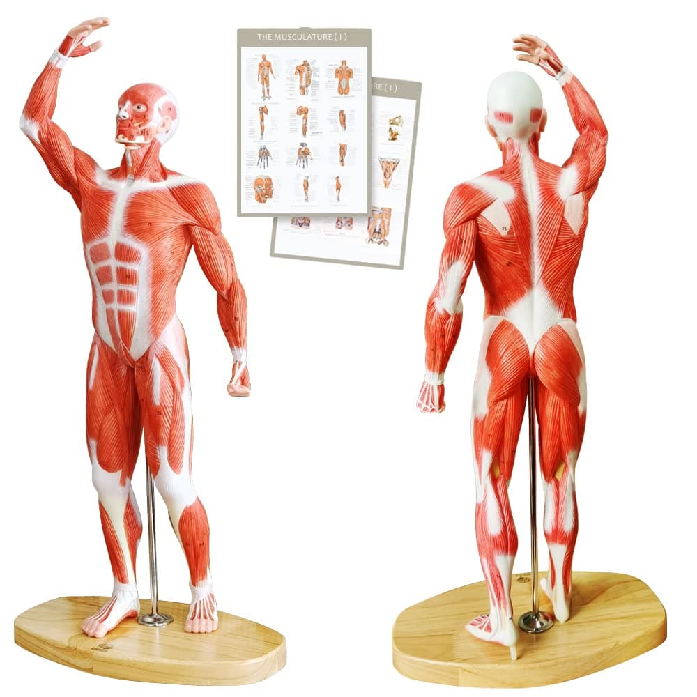 Evotech Human Muscle Model-20" Miniature Muscular System Model, Human Muscular Figure Human Body Anatomy Model for Medical Physiology Study Teaching Tool Including Human Muscular System Poster
