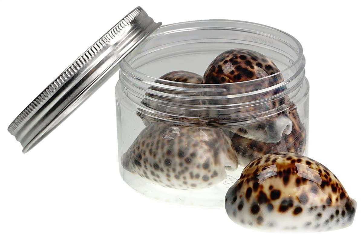 Quality Selected Seashells - 3 Pcs Tiger Cowrie Shell : Cypraea Tigris - shells for Seashell Vases, Boxes, Picture Frames, Jewelry Making & Mini Garden Miniature