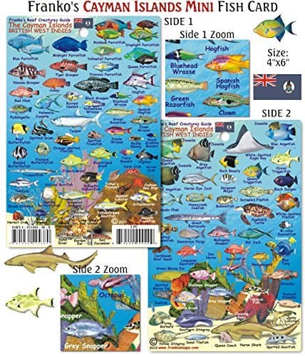 Mini Cayman Islands Reef Creatures Fish ID for Scuba Divers and Snorkelers