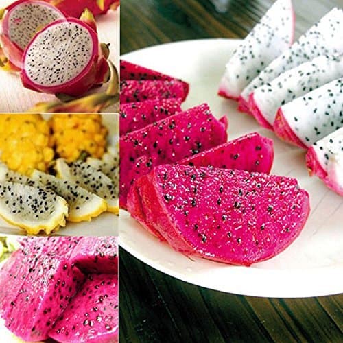 Rare Heirloom Organic Dwarf Pitaya Dragon Fruit Mixed Yellow Red White Colors, 100 seeds, tasty organic exotic juicy fruits