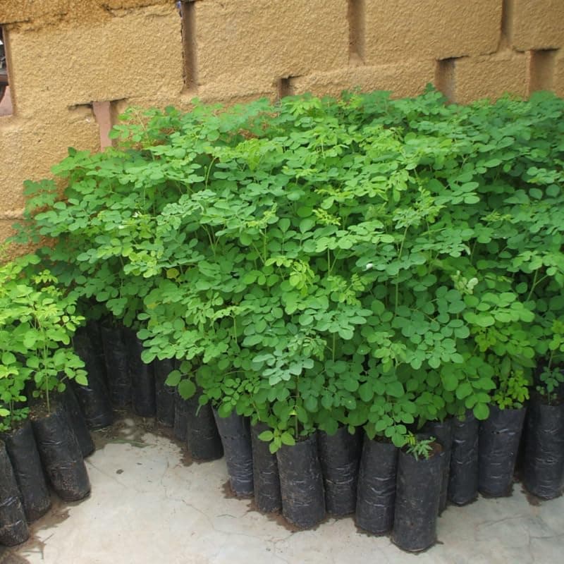 Moringa Tree Plant Live for Planting, Oleifera Moringa Live Tree, Well Rooted, No Pot, Drumstick Horseradish Tree, 6 to 10 Inches