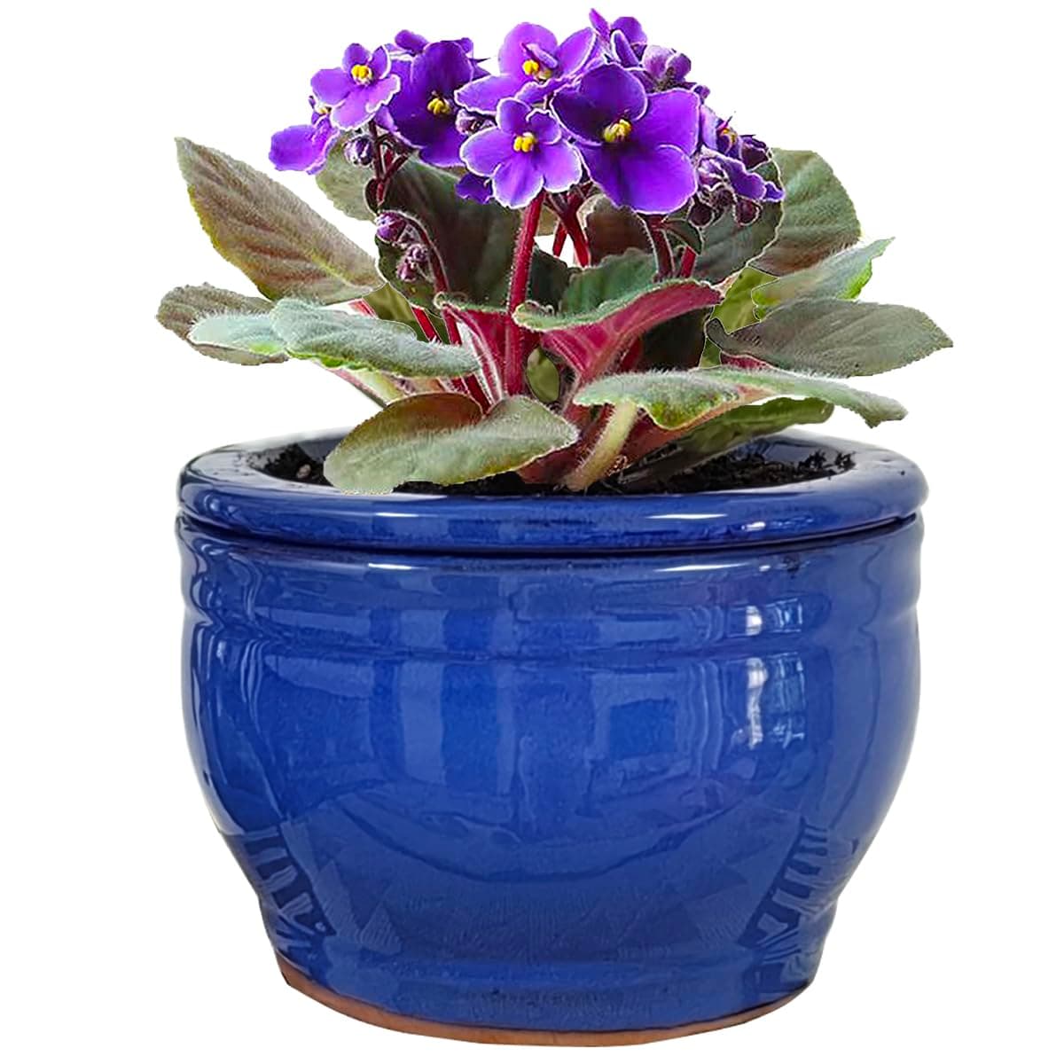 African Violet Pots Self Watering Round Ceramic Violet Pot (Blue, 6 inch)