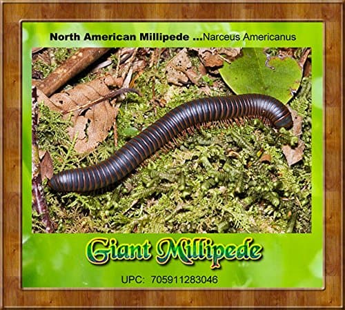 Live Giant Millipede (Narceus Americanus) Educational & Fun