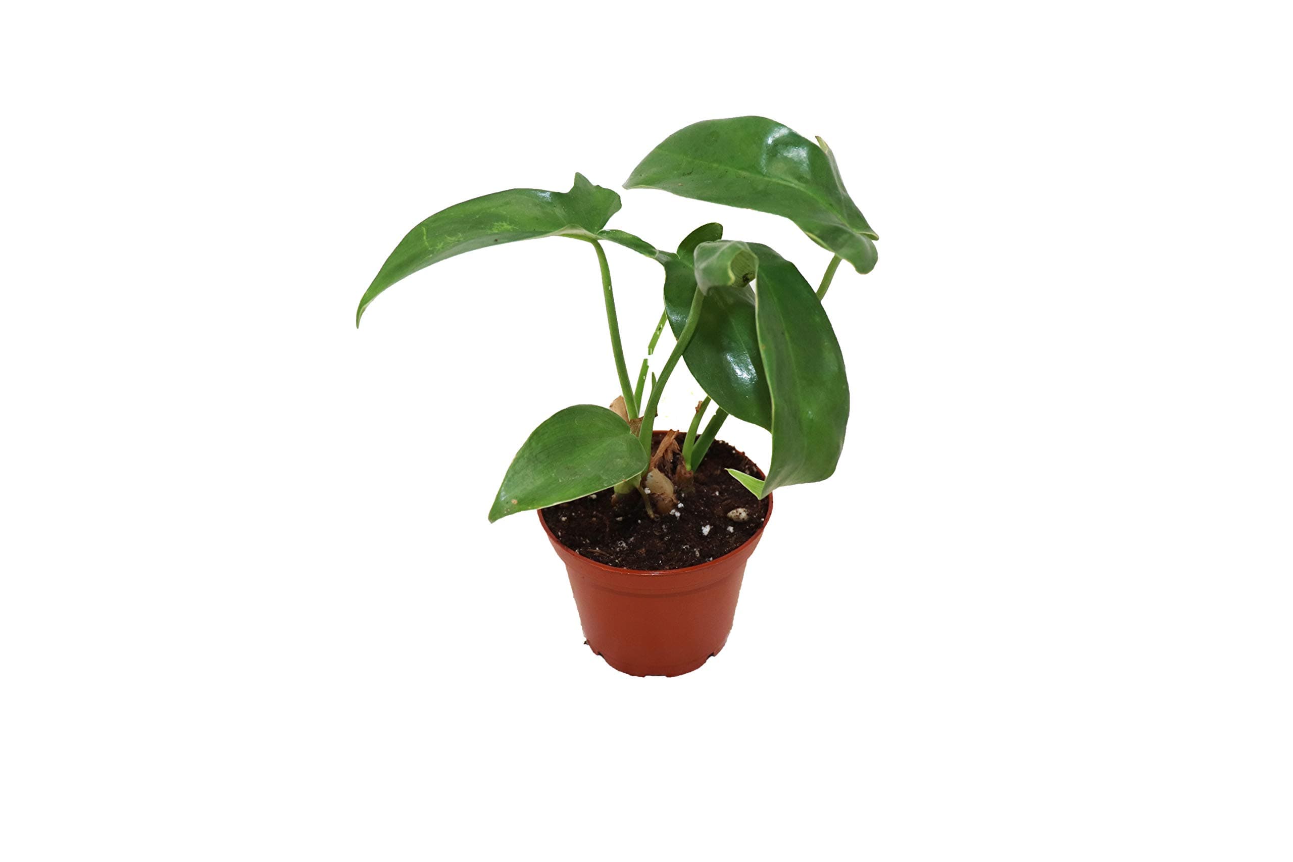 Philodendron Pedatum - 2" from California Tropicals