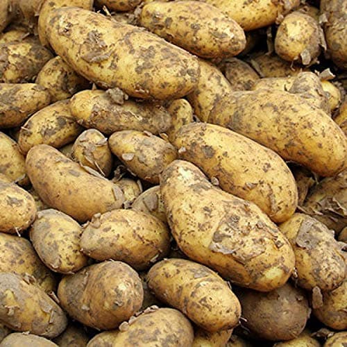 Carbeth Plants Maris Piper Seed Potatoes 11 Tuber Pack - Main Crop Potato for Planting Now in UK Gardens - Easy Grow High Yielding Great Tasting Harvest - Perfect for Roasting, Baking, Mashing & Chips