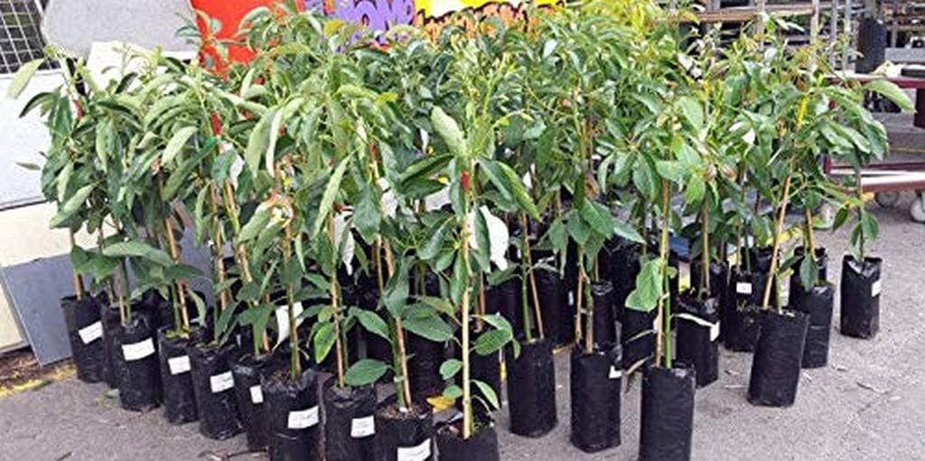 Creative Farmer Live Plant Butter Fruit (Avacado) Alligator Pear E X Otic For Roof Top Garden Plant(1 Healthy Live Plant) D