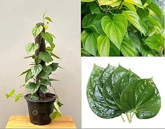 Live Betel Leaf| Magai Paan| Sweet Paan| Indoor & Outdoor 1Healthy Live Plant Suitable For Your home Garden Pack of 1